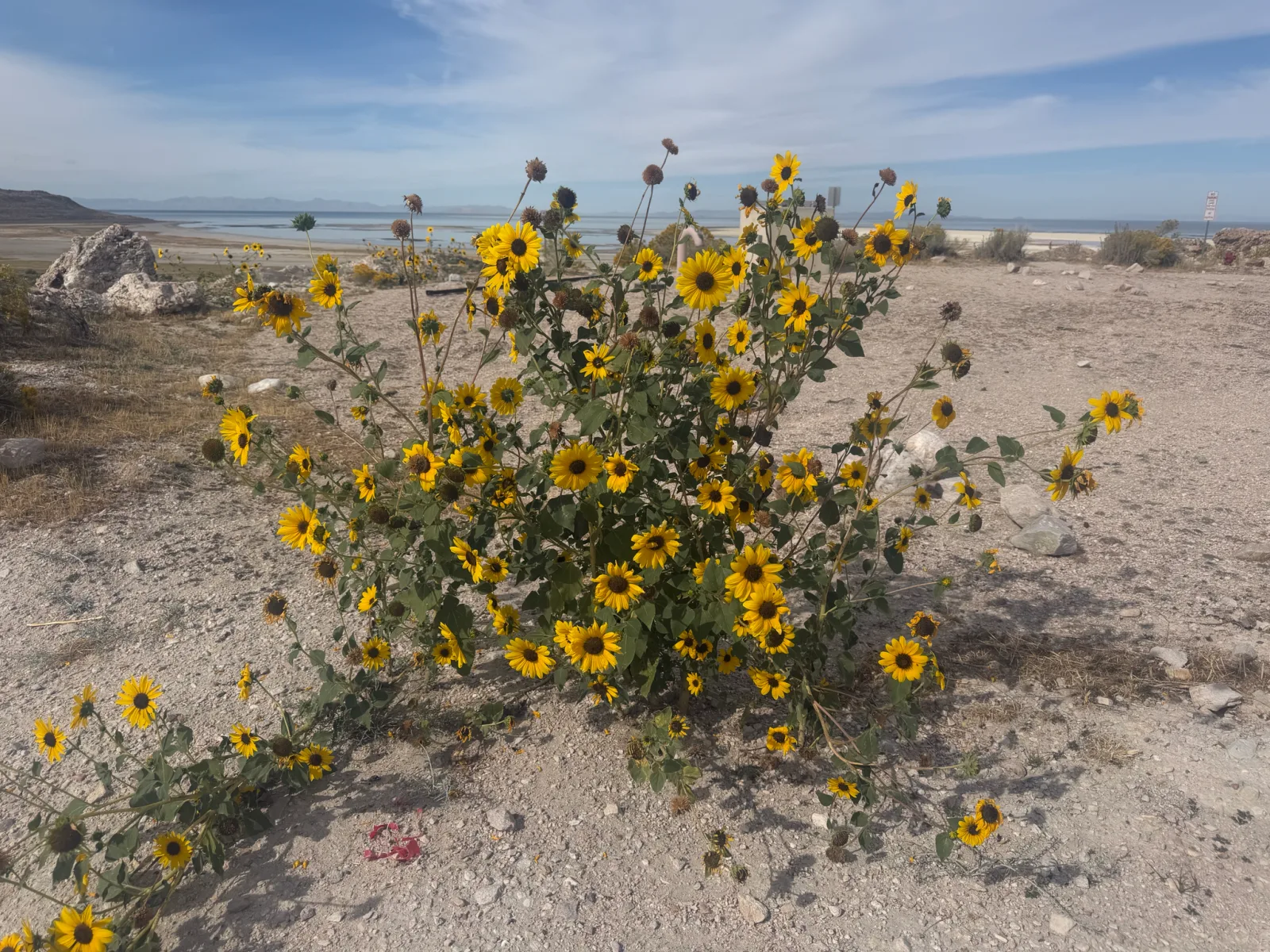 Fotografia documentaria: Helianthus annuus