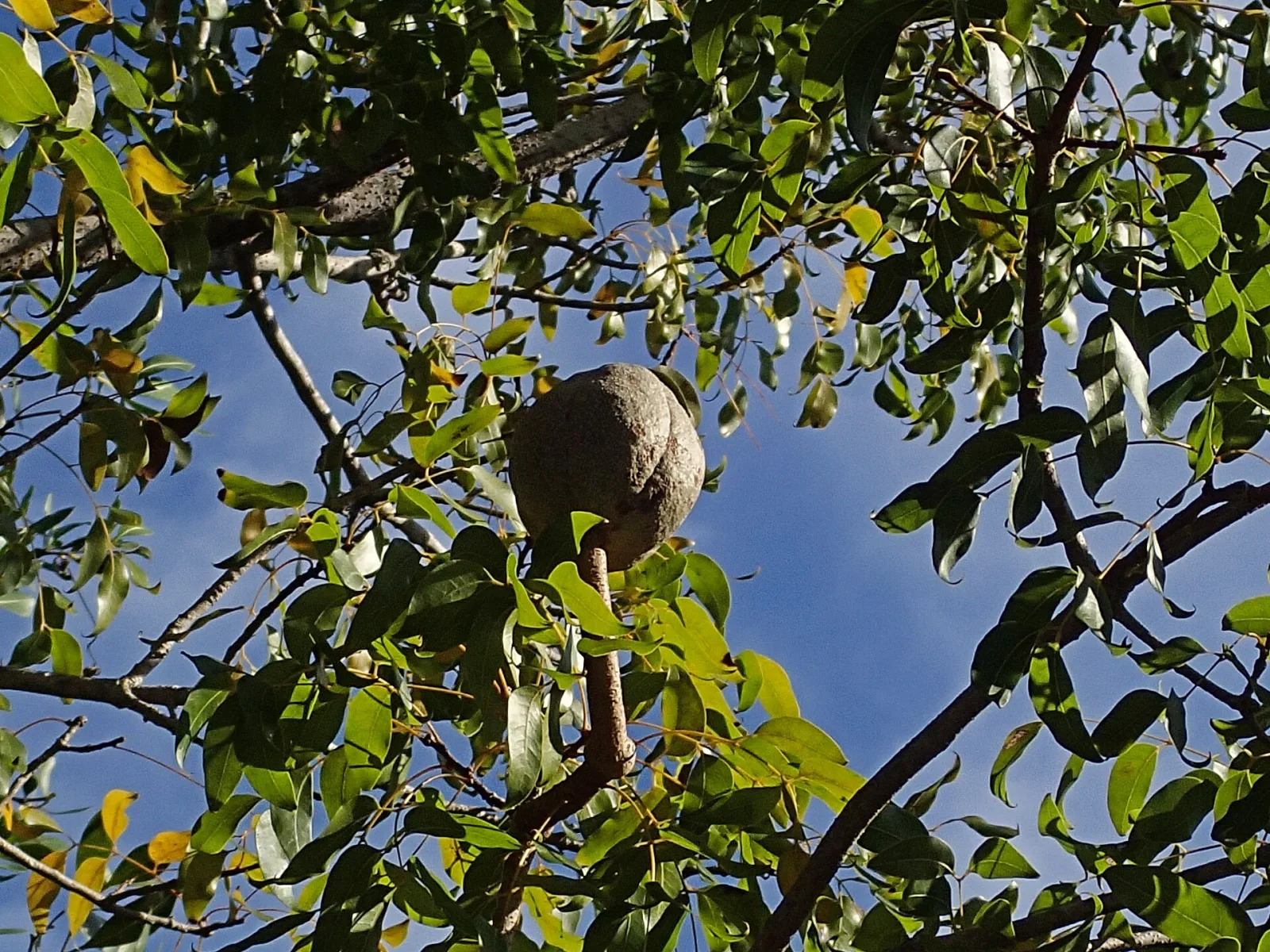 Fotografia documentaria: Cosa registrare durante la fruttificazione di un albero