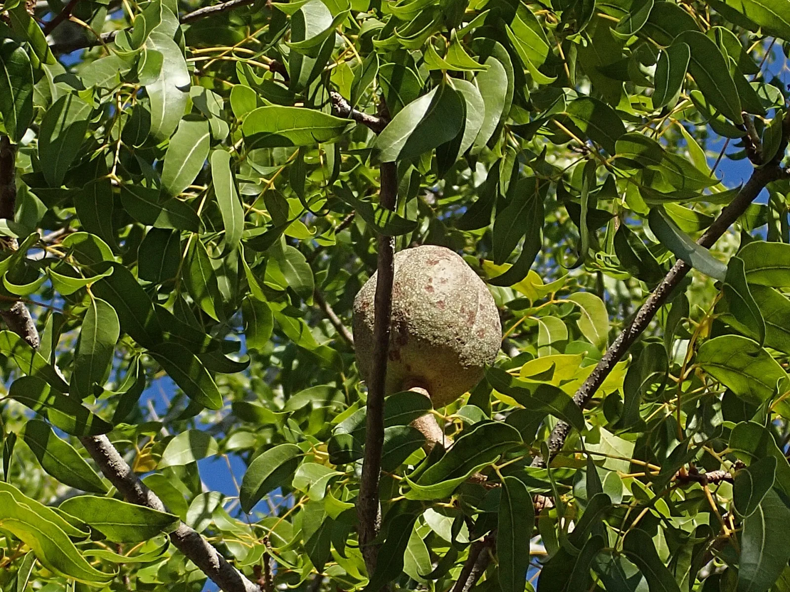 Fotografía documental: Qué registrar durante la fructificación de un árbol